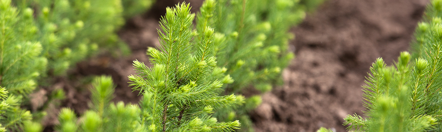 Saplings