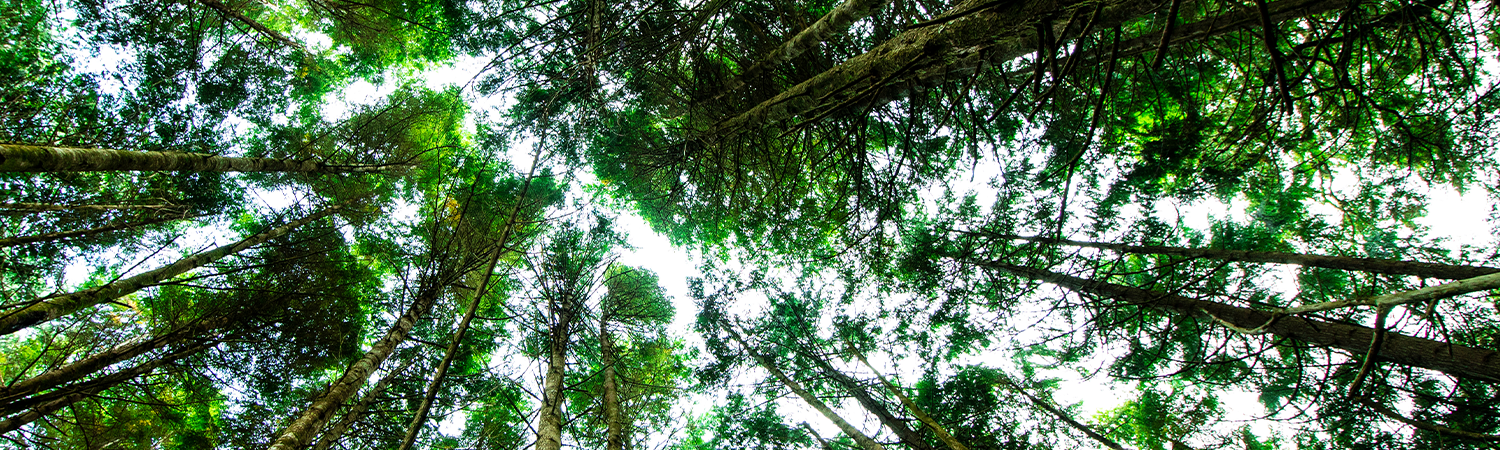 Tall trees