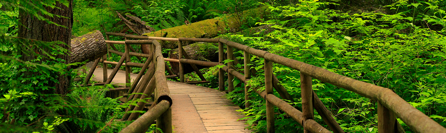 Bridge and forest